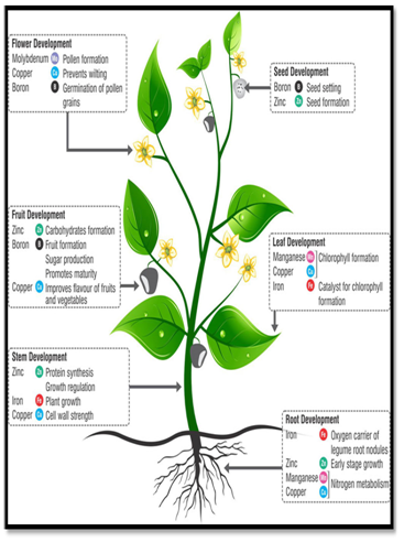 Micronutrients - AgriMoon