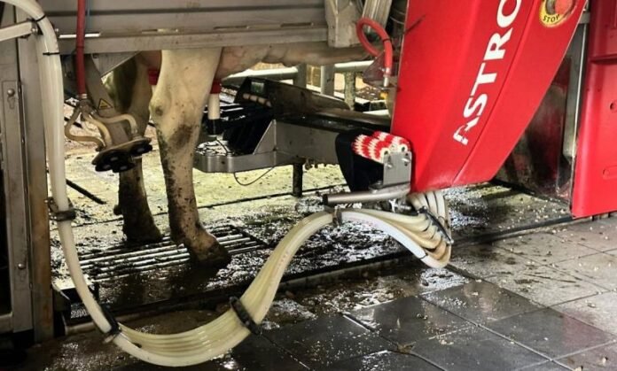 Automatic milking systems (AMS)