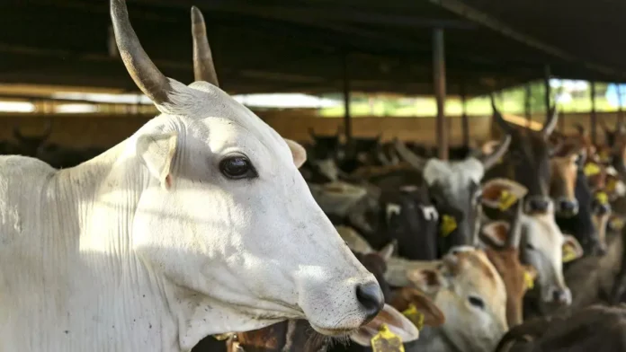 Cattle semen production