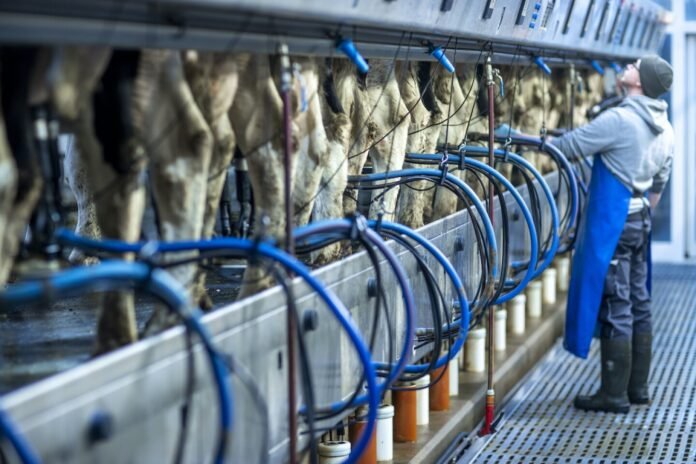Dairy Industry