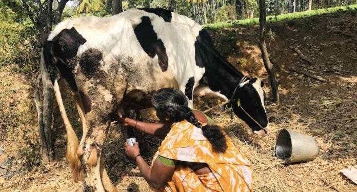 Dairy farmers in Karnataka