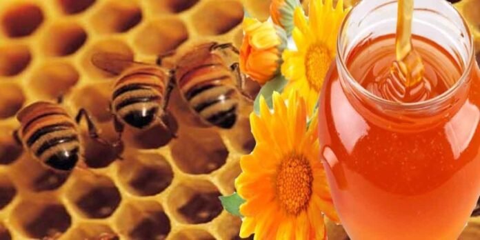 Gujarat’s ‘Mission Bee’ Drives Honey Production Boom Among Amul Farmers