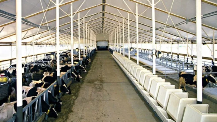 Rollercoaster for dairy industry