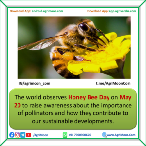 World Honey Bee Day