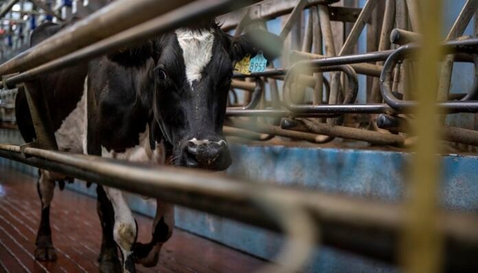 cow-walking-through-milking-parlour.