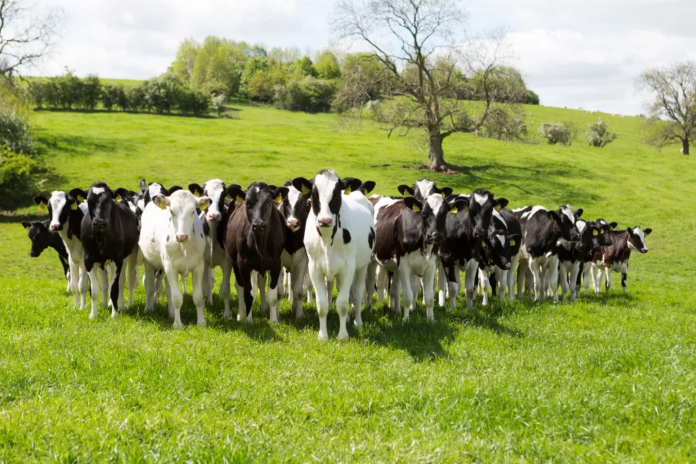 Dairy Heifer Selection