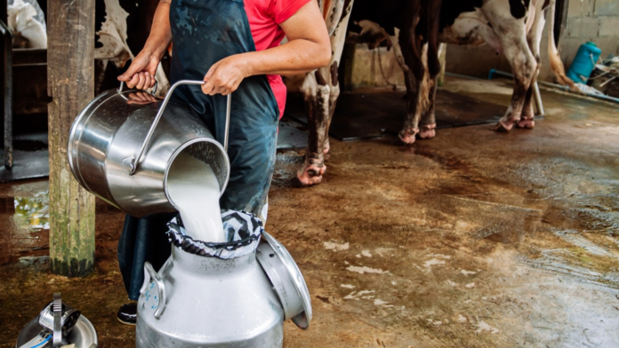 India’s Milk Production Soars from 17 MT to 247 MT, Dairy Drives Rural Economy