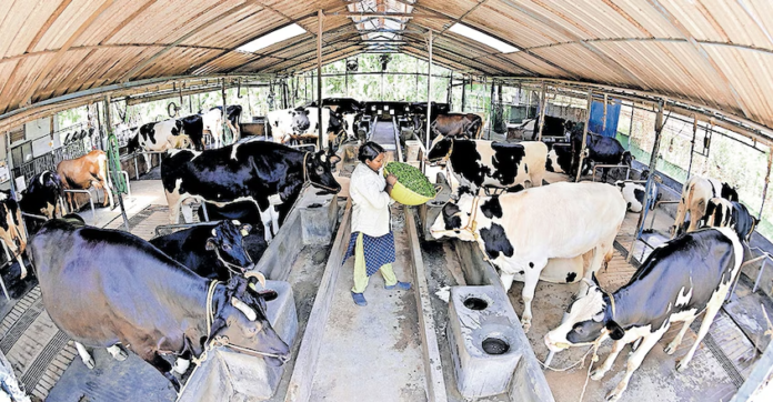 From Gulf Return to Dairy Success: Kerala Woman Builds 350-Litre-Per-Day Farm Enterprise