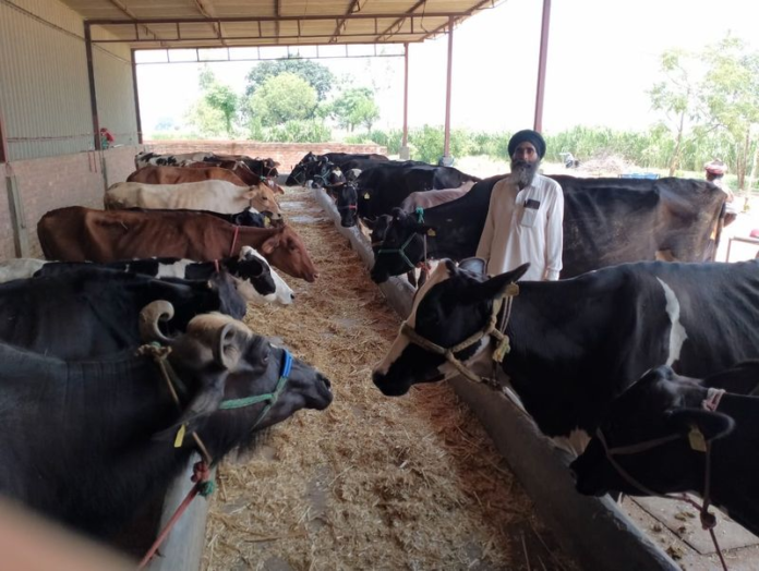 Punjab Farmer Breaks Wheat–Paddy Cycle, Builds Profitable Dairy-Led Enterprise