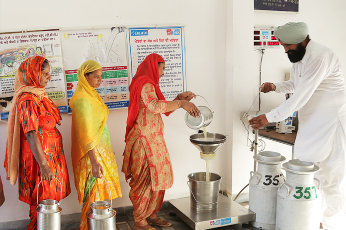 Punjab Raises Milk Procurement Prices: Big Boost for Dairy Farmers