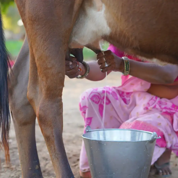 Where is Asia’s Largest Dairy Located in India? It Collects 10 Million Litres of Milk Daily – Who Owns It?