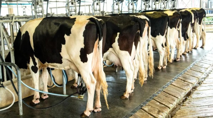 Dairy Sector Growth Extends Beyond the Farm Gate