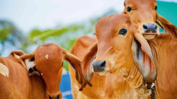 From "Go Sewa" to Growth: Uttar Pradesh Leads India in Milk Production as Rural Youth Prosper