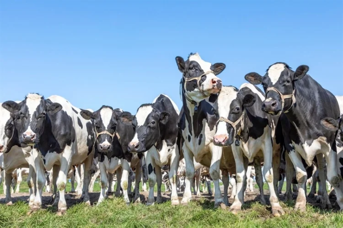 US dairy herds