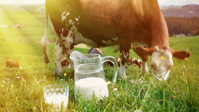 Which Country is the Largest Producer of Milk in Asia