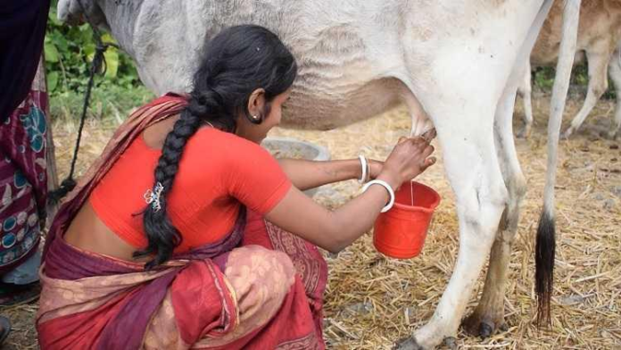 UP Government Launches Major Dairy Master Plan to Boost Indigenous Breeds and Rural Economy