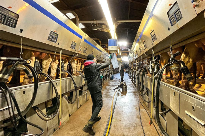 UK Sees Sharp Rise in Intensive ‘Battery Cow’ Dairy Farms UK Sees Sharp Rise in Intensive ‘Battery Cow’ Dairy Farms