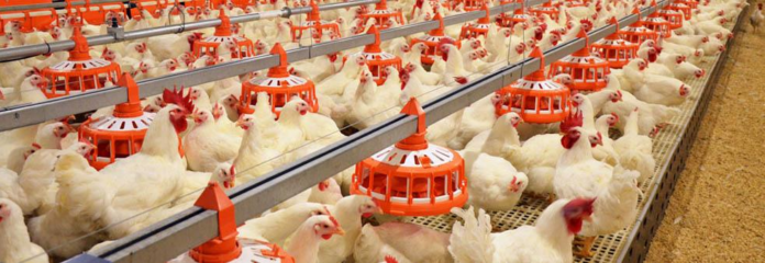 Heatwaves Increasingly Threaten India’s Dairy and Poultry Sectors