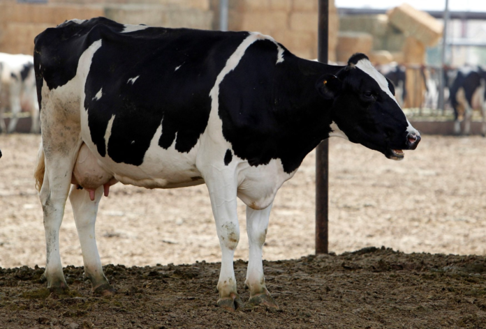 Dairy Industry Expands in Q1 2026, But Milk Self-Sufficiency Remains Low at 2.1%