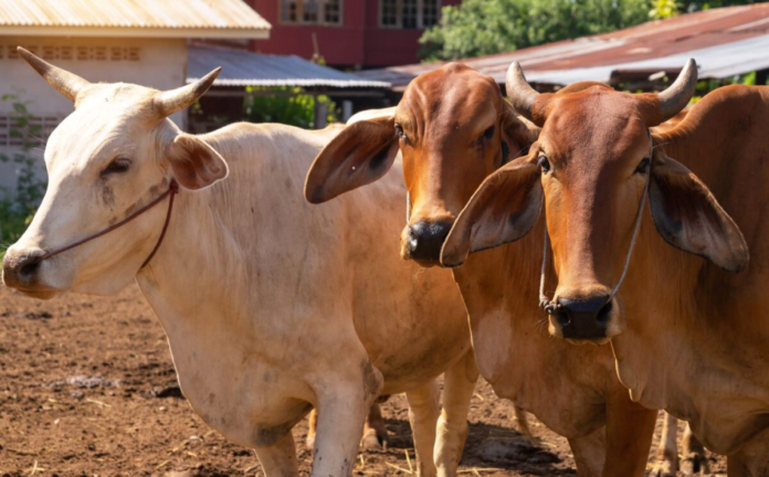 Report Highlights Links Between India’s Dairy, Meat and Leather Industries
