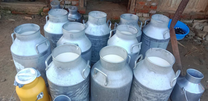Toxic Milk Adulteration Raises Public Health Alarm as Authorities Uncover Widespread Irregularities