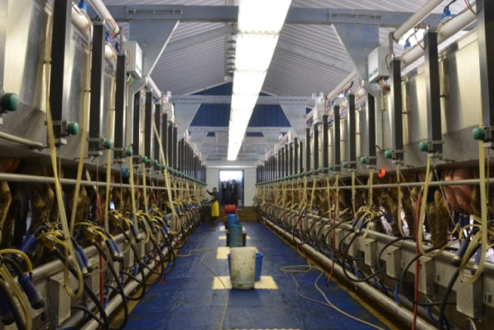 Rising U.S. Milk Production Keeps Dairy Prices Under Pressure Despite Strong Demand