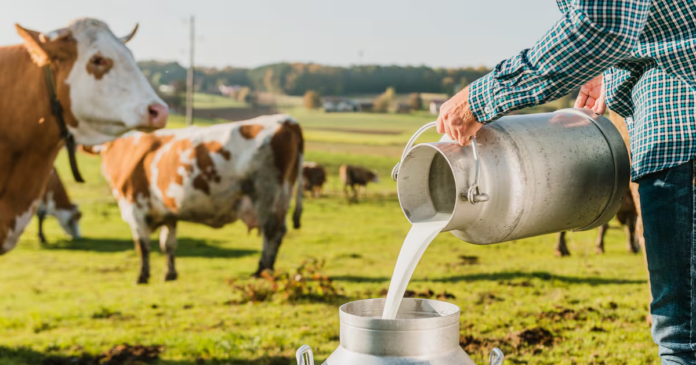 UP's Dairy Revolution Gains Momentum as Policy Reforms Drive Record Milk Production