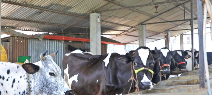 From IT Professional to Dairy Entrepreneur: Nepal Farmer Builds Profitable Dairy Farm, Saves ₹1.5 Lakh a Month