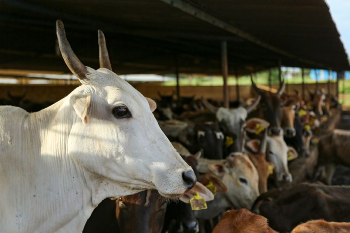 Haryana Announces Five Major Dairy Initiatives; Women Milk Producers to Receive ₹10 Per Litre Incentive