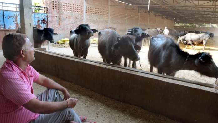 U.P. Dairy Push: Nearly 5,000 Cooperatives Created, 2.25 Lakh Employment Opportunities Linked to Sector