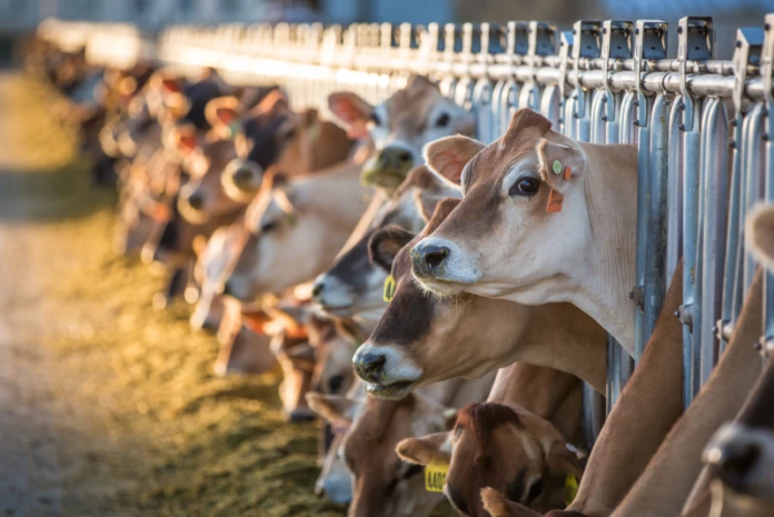 U.S. Dairy Industry Heads Toward Fewer Than 20,000 Farms as Consolidation Accelerates