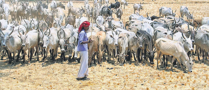 Tamil Nadu to Facilitate Purchase of 12,500 Milch Cows to Boost Aavin Procurement