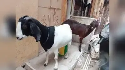 Goat milk to become an additional source of farmer income