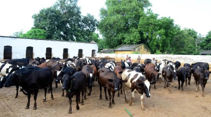 Haryana Dairy Farmers Demand Higher Vita Procurement Prices as Feed Costs Squeeze Margins