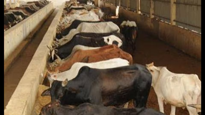 Buffalo Milk May Cost ₹100/Litre in Haryana as Dairy Farmers Push for Price Hike