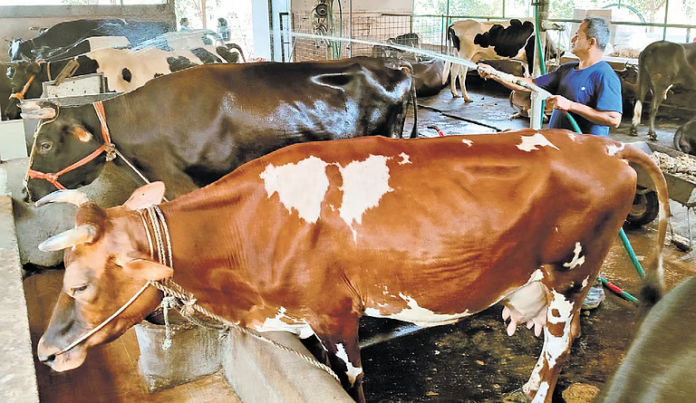 Aavin Unveils ₹20-Crore Missions to Boost Milk Yield and Reproductive Efficiency of Cows