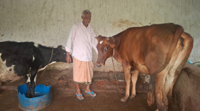 Farmer Saves ₹10,000 from PM-KISAN Installments to Buy His First Cow; Today, He Sells 100 Litres of Milk Daily from 10 Cows Farmer Saves ₹10,000 from PM-KISAN Installments to Buy His First Cow; Today, He Sells 100 Litres of Milk Daily from 10 Cows
