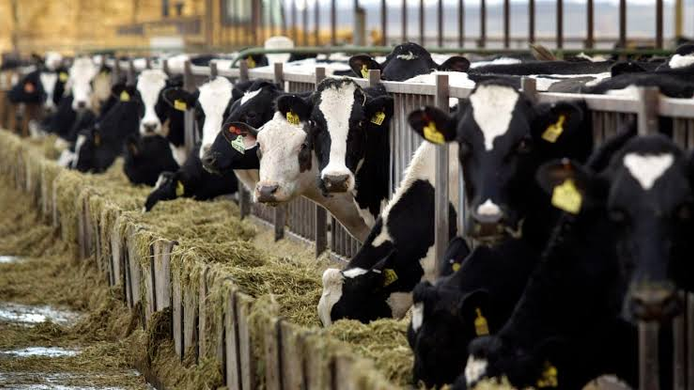 India to Launch Digital Livestock Insurance Portal on September 28