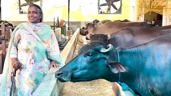 Widowed 19 Years Ago, Sukhpal Kaur Builds a Dairy Enterprise Worth Over ₹70 Lakh