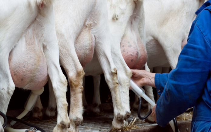 New Zealand’s Dairy Goat Co-operative Secures US Investment to Expand Global Infant Nutrition Business