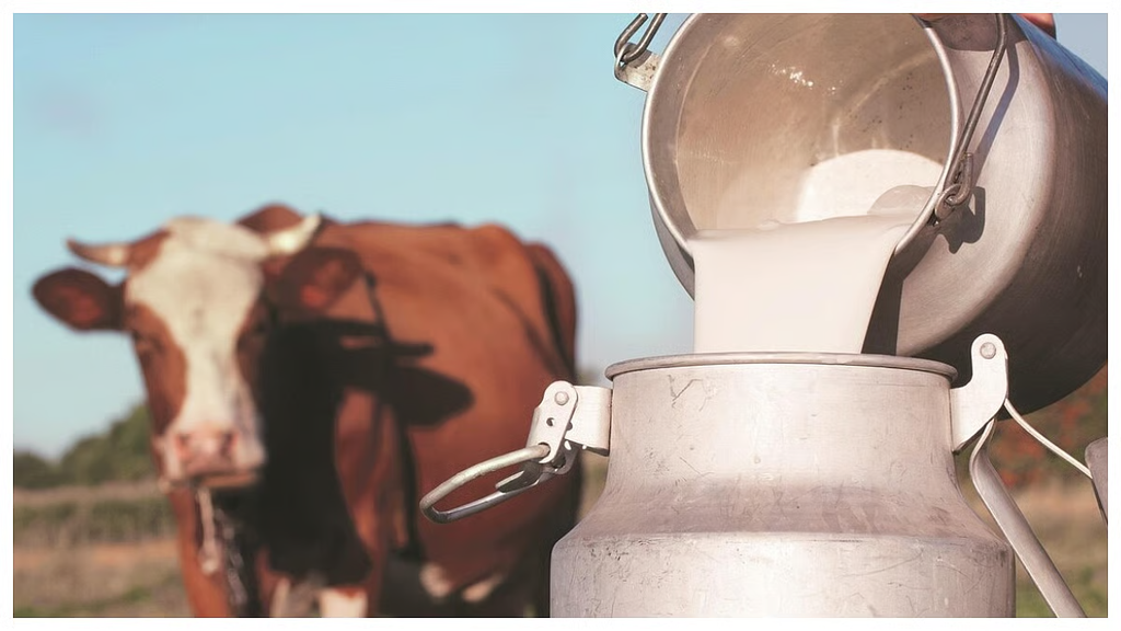 Fresh Milk Prices Approach ₹100 Per Litre in Bhiwandi as Rising Feed Costs Squeeze Dairy Farmers