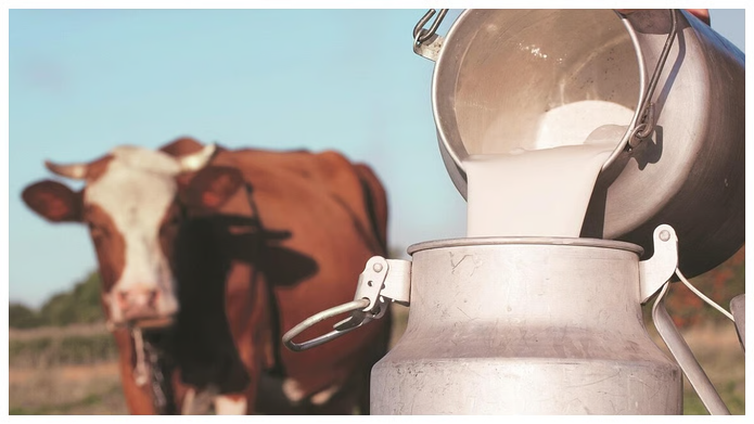 Fresh Milk Prices Approach ₹100 Per Litre in Bhiwandi as Rising Feed Costs Squeeze Dairy Farmers Fresh Milk Prices Approach ₹100 Per Litre in Bhiwandi as Rising Feed Costs Squeeze Dairy Farmers