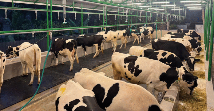 Kozhikode dairy farm