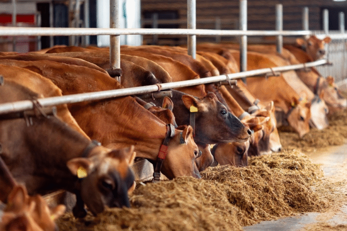 Inside All G's new process for precision-fermented casein micelles for dairy