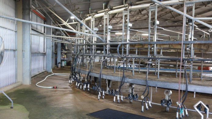 Fonterra and Saputo have raised their 2025-26 milk prices.