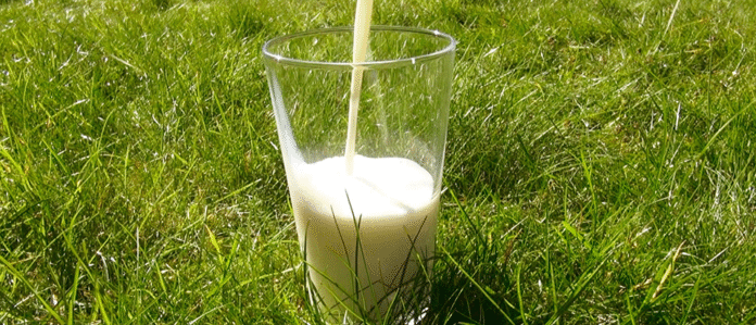 Why is milk white and not green like grass?