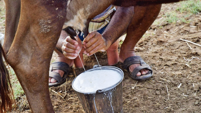 Dairy, agriculture