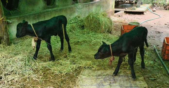 Breakthrough for Kerala's dairy sector; 2 sets of twin female calves born using sex-sorted semen technology Breakthrough for Kerala's dairy sector; 2 sets of twin female calves born using sex-sorted semen technology