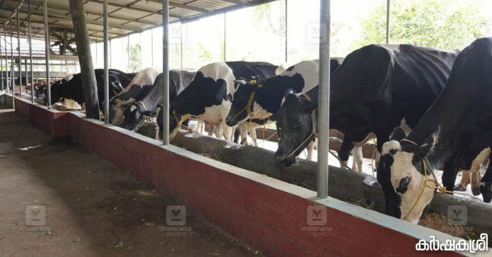Cow husbandry