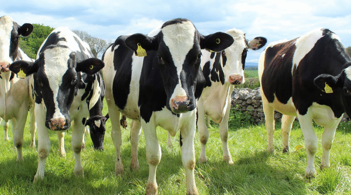 Climate Change Cuts Milk Production, Even When Farmers Cool Their Cows